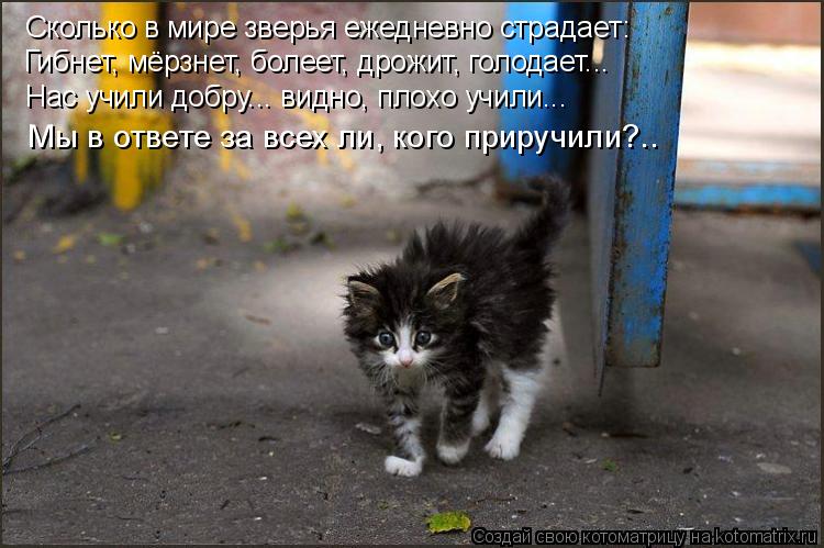 Благотворительный аукцион в поддержку бездомных животных!