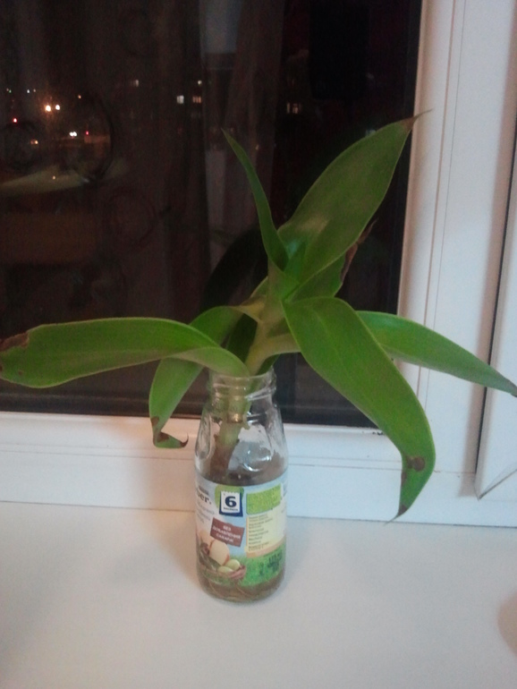 Подскажите какие это цветочки?)