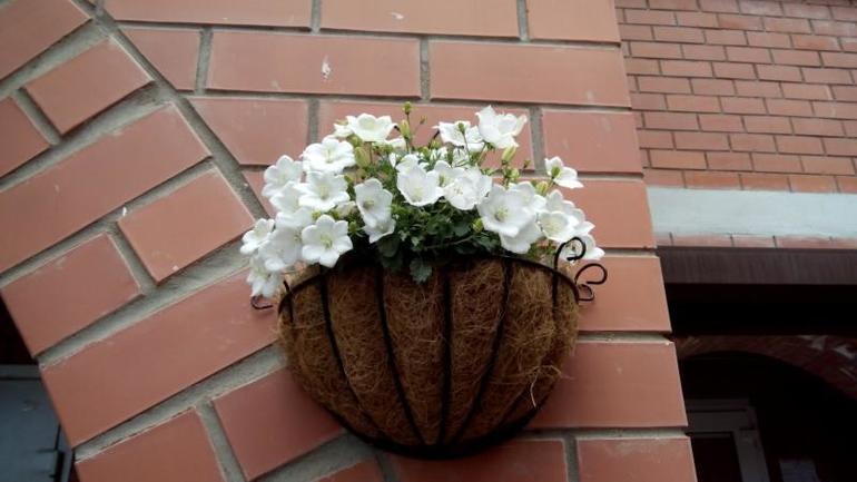 Все цветет и пахнет)