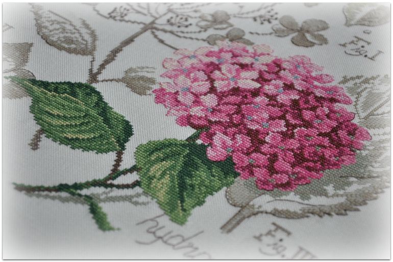 Гортензия, Véronique Enginger