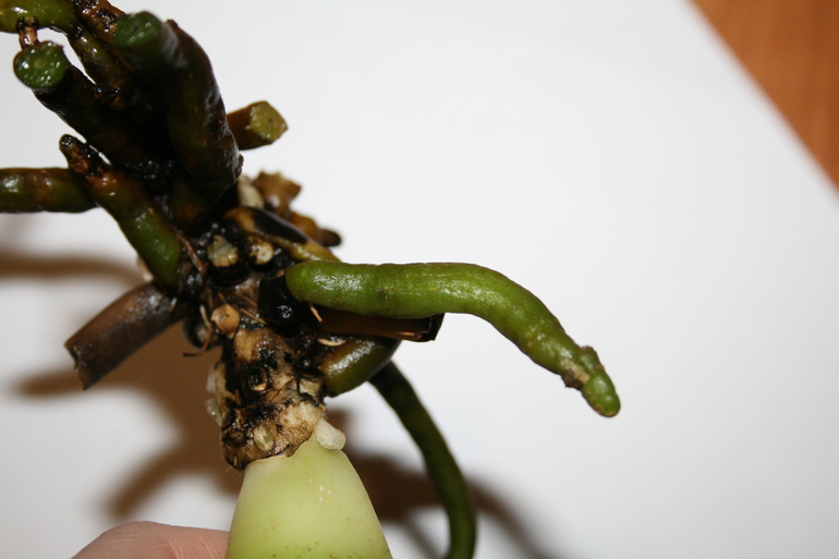 Девочки, беда с орхидеей!!!!