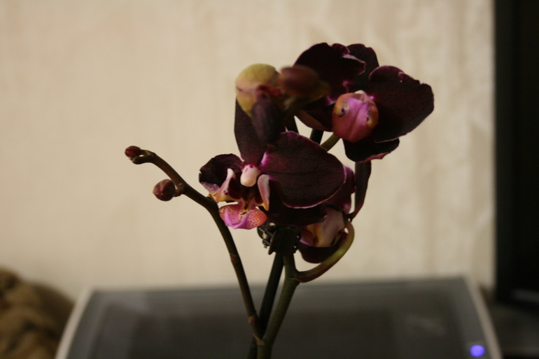 Пополнение в семе. Новая орхидейка. SOS.