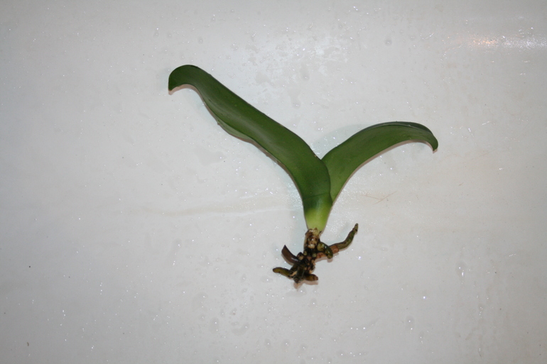 Девочки, беда с орхидеей!!!!