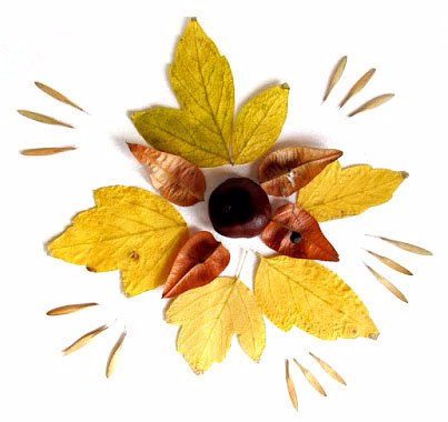 Поделки из листьев. — 39 ответов | форум Babyblog