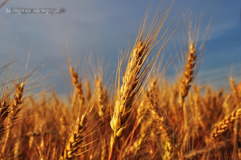 Багетная мастерская