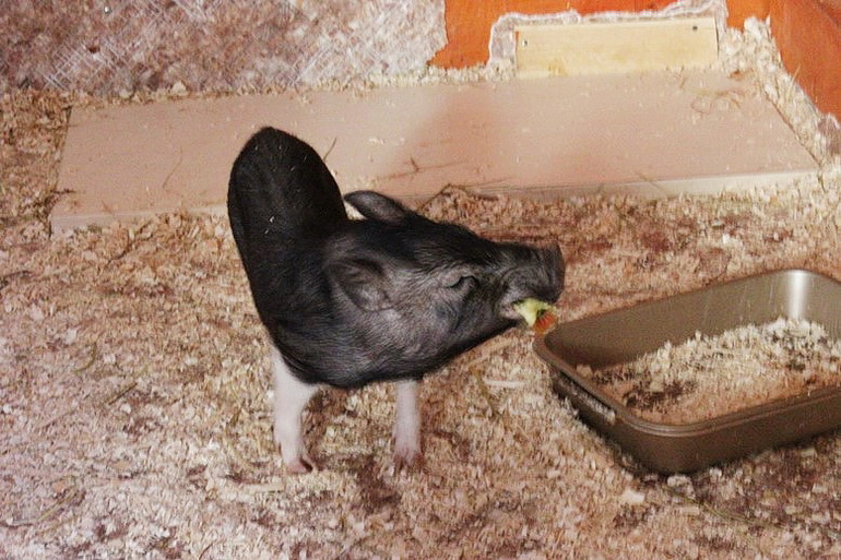 Девчачьи вылазки. Часть первая - трогательная