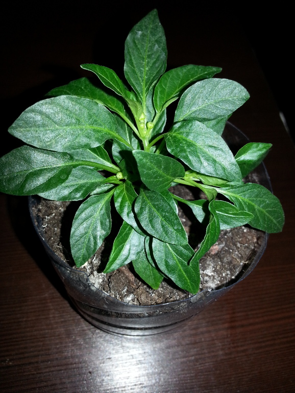 Подрастают малыши