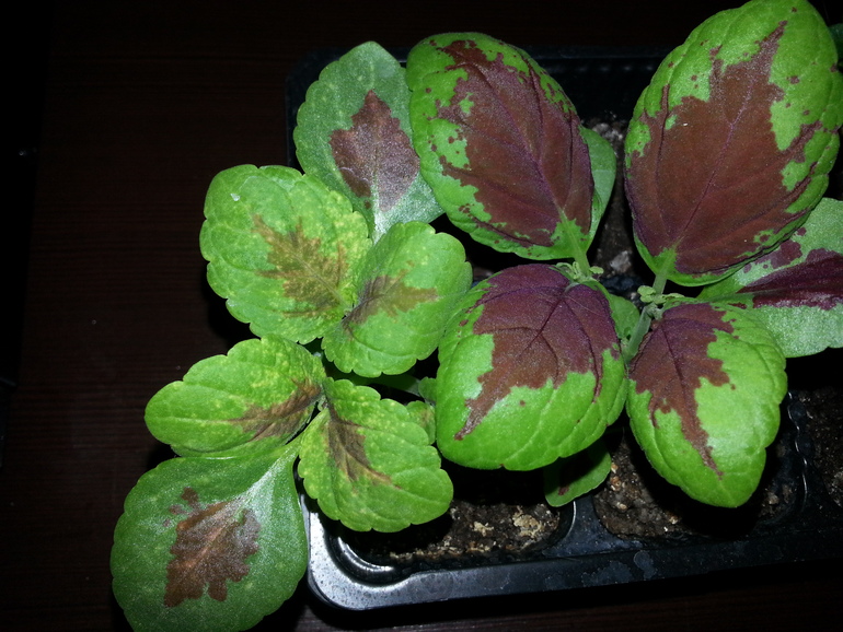 Подрастают малыши