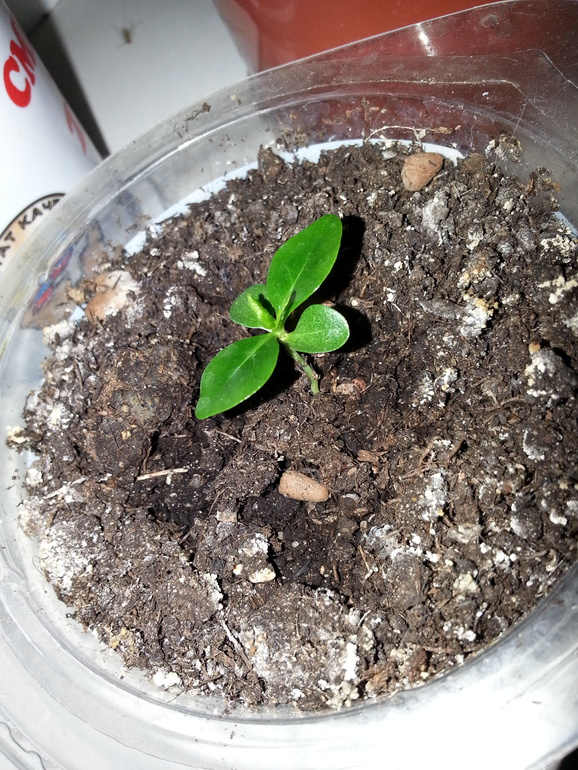 Подрастают малыши