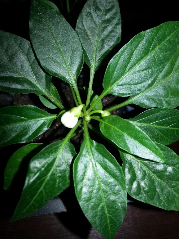 Подрастают малыши