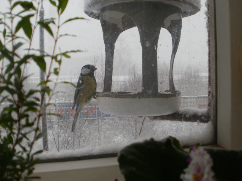 А у нас снегопад! А у Вас?