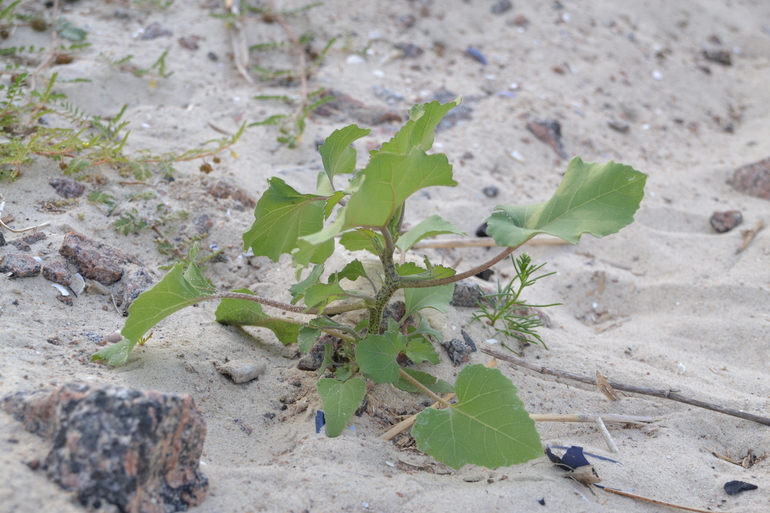 Пляжные игры