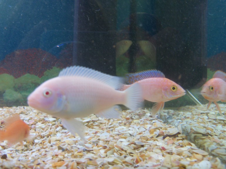 Помогите пожалуйста определить какие у нас рыбки живут?