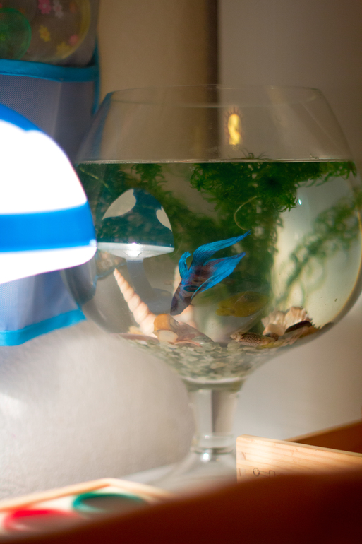 Наш ноый питомец