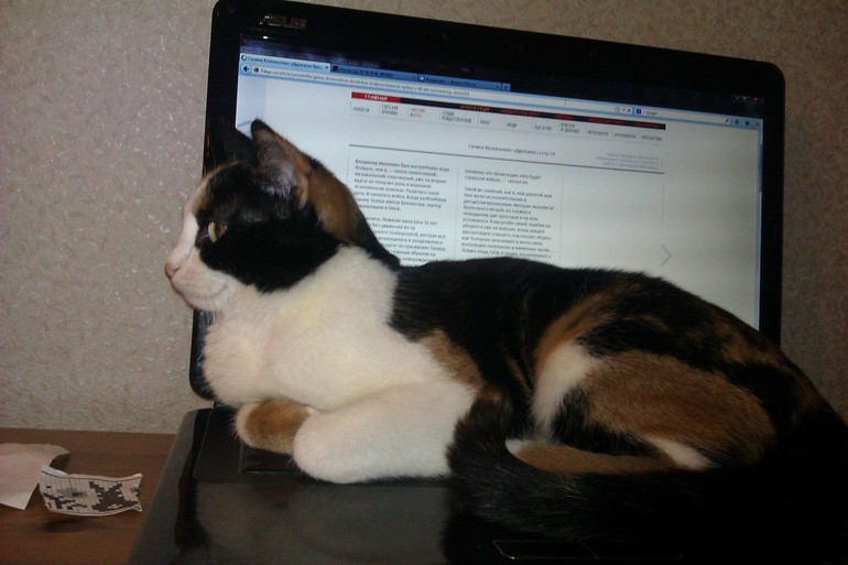 Мои чужие кошки