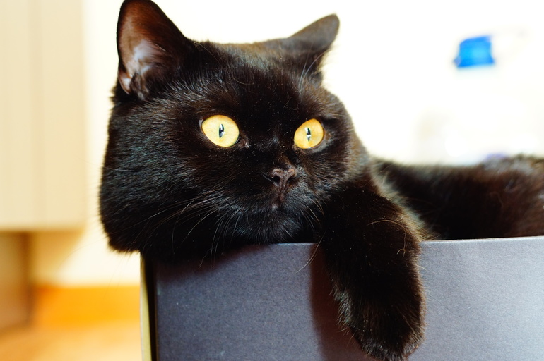 Передержка для котика