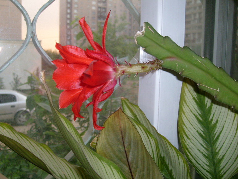 Новая жизнь в Новой квартире с Новыми цветами!!