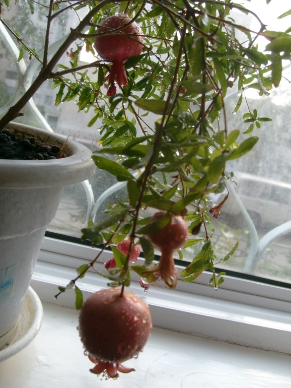 Новая жизнь в Новой квартире с Новыми цветами!!