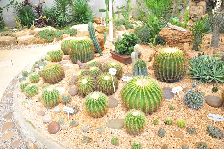 Phuket Botanic Garden
