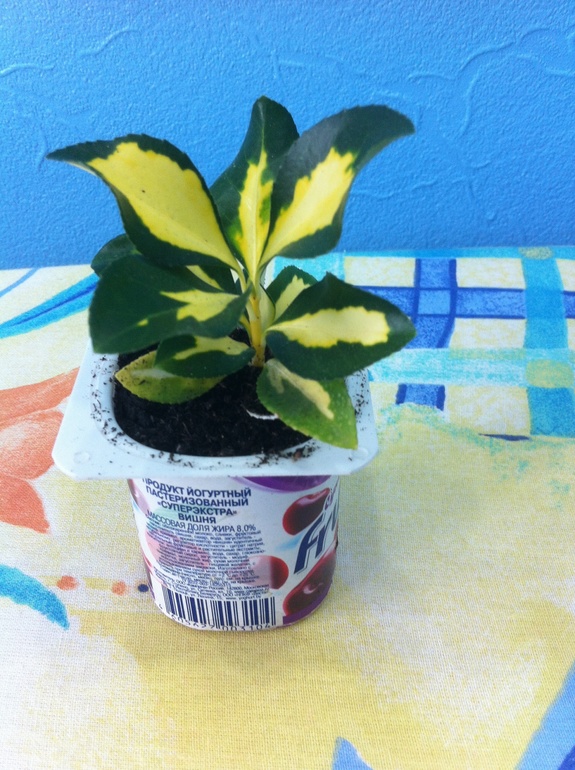 Как их зовут?