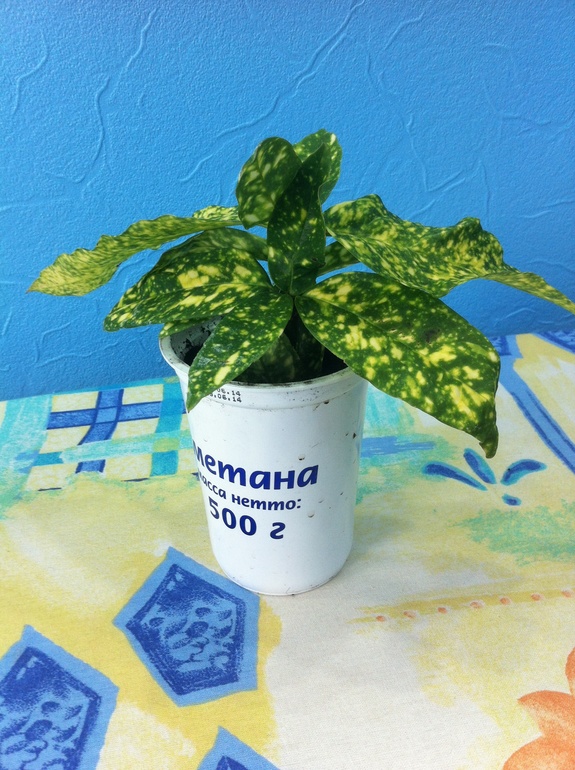 Как их зовут?