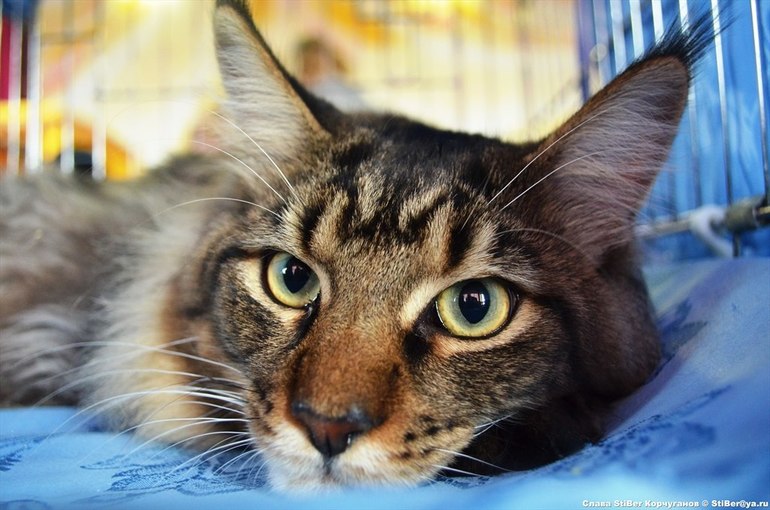 Выставка кошек