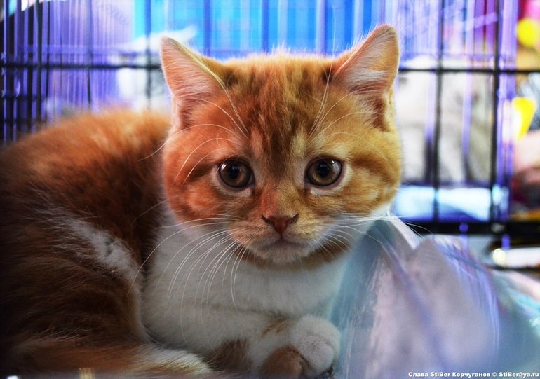 Выставка кошек