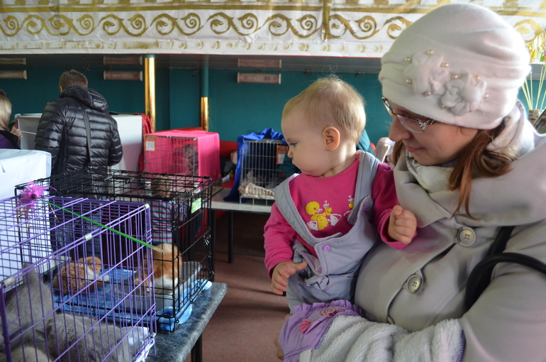 Выставка кошек