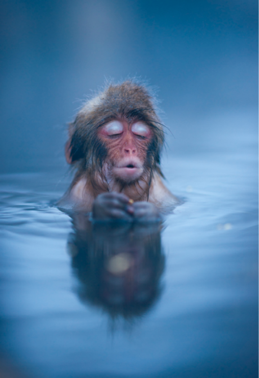 Обезьяний SPA