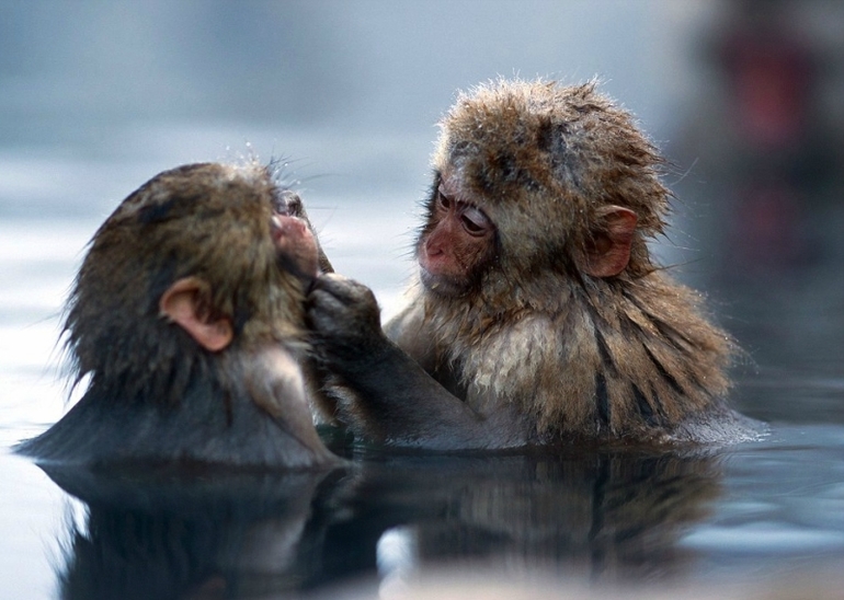 Обезьяний SPA