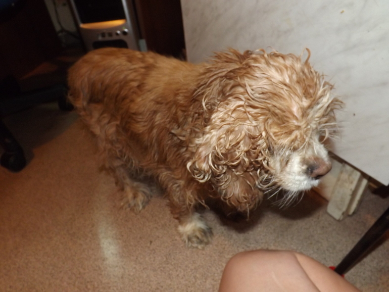 Помогите советом!Найдена собака!