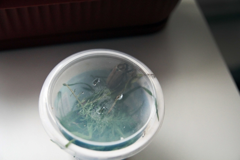 Вот и прошла весна... Наша ВЕСНА 2014