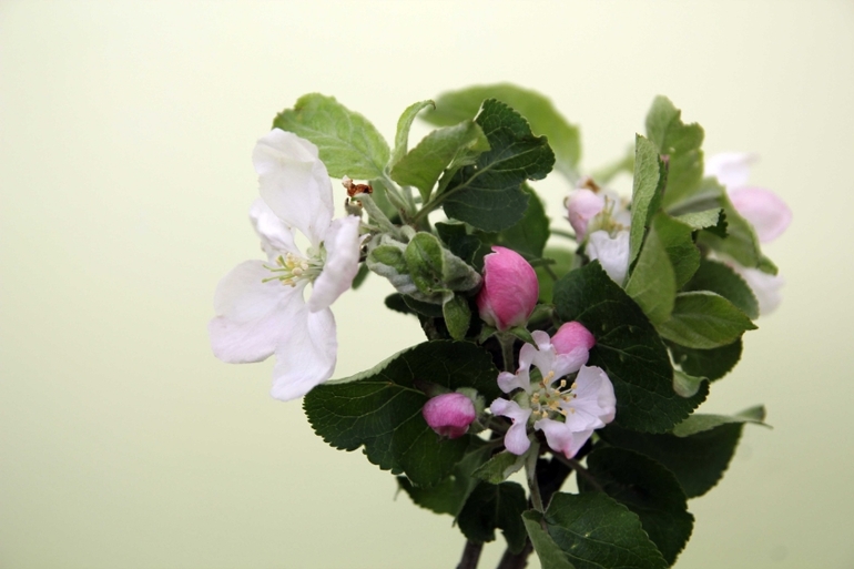 Вот и прошла весна... Наша ВЕСНА 2014