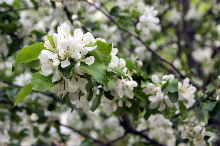 Вот и прошла весна... Наша ВЕСНА 2014