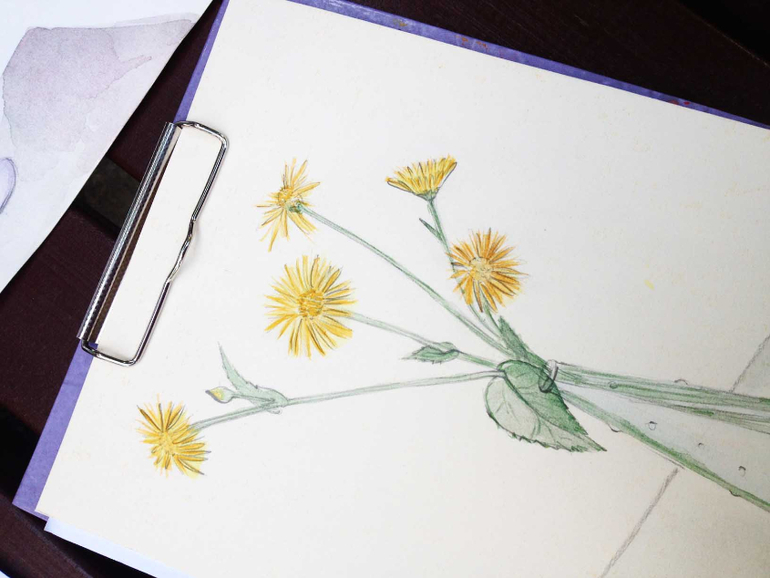 Тематические занятия ЦВЕТЫ, часть 1, вводная)))