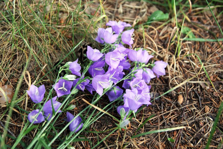 Тематические занятия ЦВЕТЫ, часть II, КОЛОКОЛЬЧИКИ.