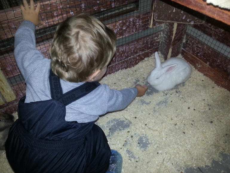 контактный зоопарк