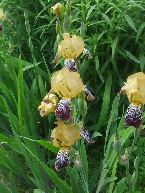 ирисы, тюльпаны, нарциссы, хлорофитум, эухарис