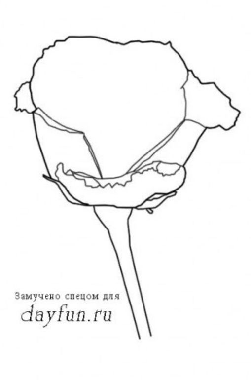 Как нарисовать розу?