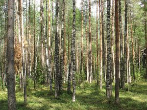 Курортный район СПб, г. Зеленогорск, Любимая ул., 13 Площадь участка (сот): 19.1 Стоимость: 8800 тыс.руб