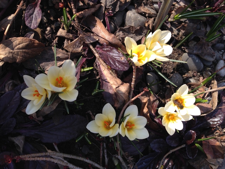 Дыхание весны...