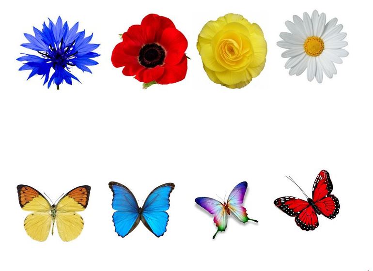 Бабочки картинки для детей цветные распечатать