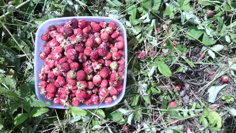 Земля в Москве