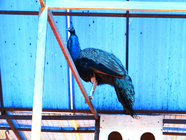 Поездка в частный зоопарк в г. Раменское