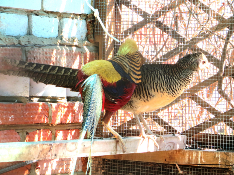 Поездка в частный зоопарк в г. Раменское