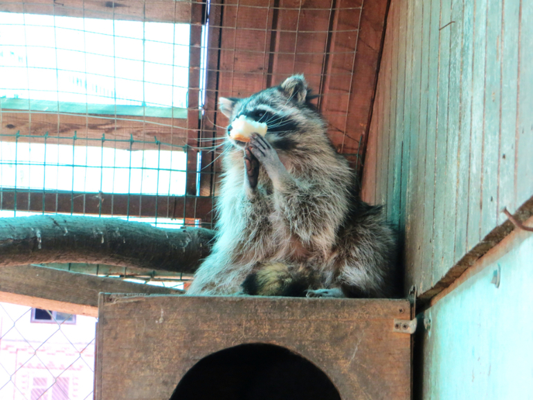 Поездка в частный зоопарк в г. Раменское