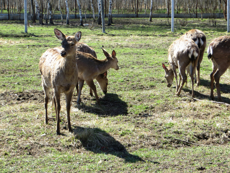 Поездка в частный зоопарк в г. Раменское