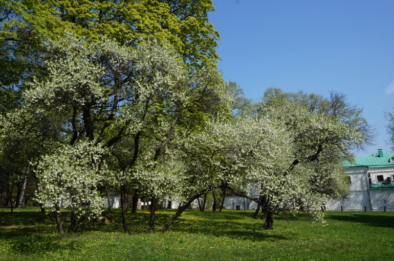 Отчет о Коломенском на 1 мая!