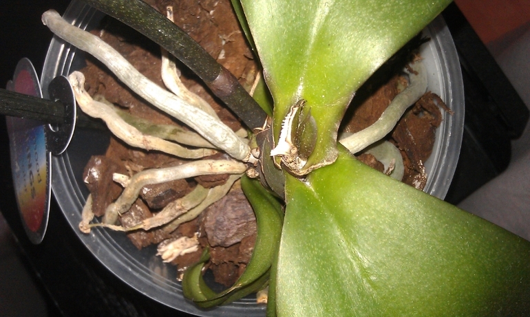 Новые орхидеи - новые вопросы.