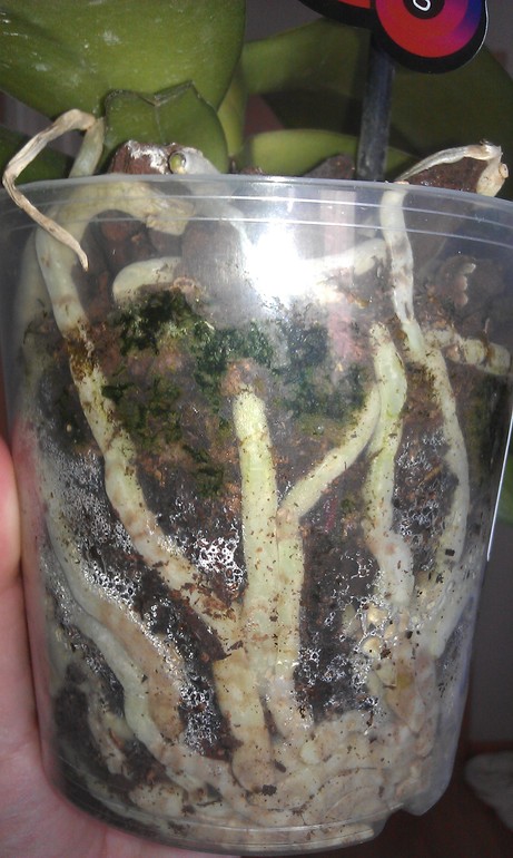 Новые орхидеи - новые вопросы.